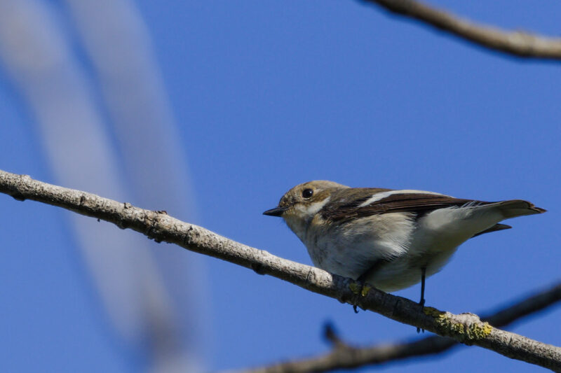 Gobmouche noir femelle